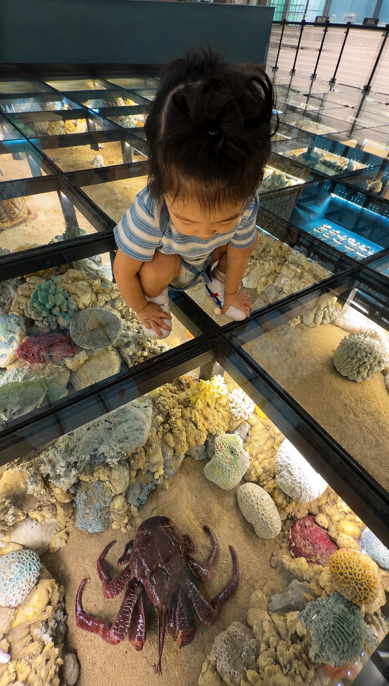 孩子在墾丁國家公園遊客中心觀察玻璃地板下的珊瑚展示